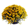 chrysantheme.png